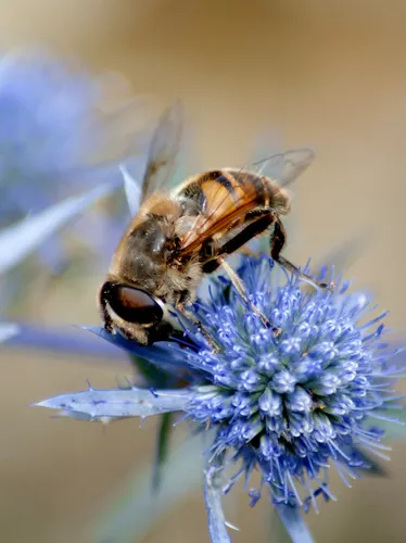 Bruce Beginnings: Powerful Pollinators, May 20 and May 21, 2025
